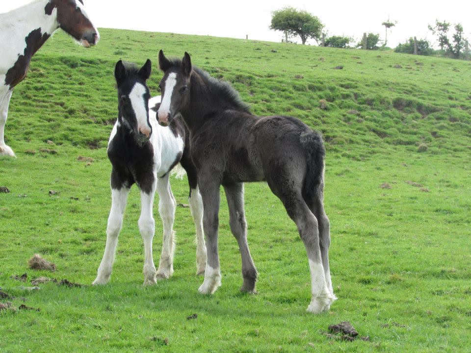 irish Draught Foals For Sale